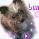yilmas